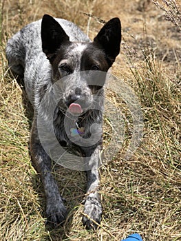 Blue heeler Australian cattle dog