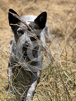 Blue heeler Australian cattle dog