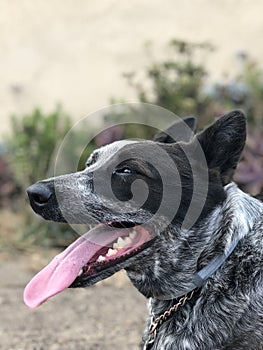 Blue heeler Australian cattle dog