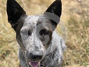 Blue heeler Australian cattle dog