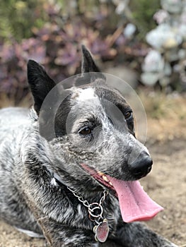 Blue heeler Australian cattle dog