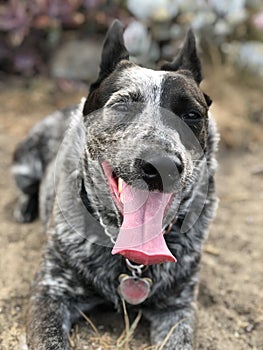 Blue heeler Australian cattle dog