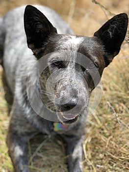 Blue heeler Australian cattle dog