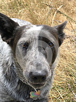 Blue heeler Australian cattle dog