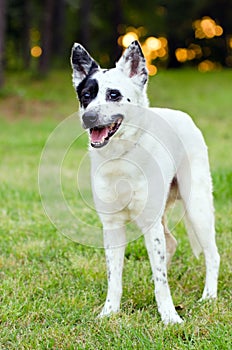 Blue heeler or Australian cattle dog