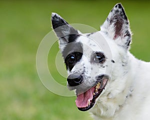 Blue heeler or Australian cattle dog with space for copy
