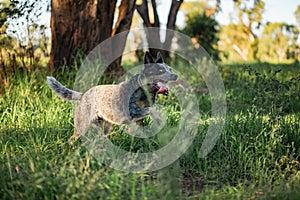 Blue heeler cattle dog playing in the Australian bush with long tongue hanging out