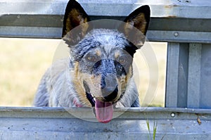 Blue Heeler at the Corral Gate