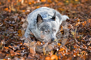 Blue heeler dog among autumn leaves. Portrait of australian cattle dog