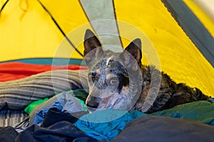 Blue Heeler Dog Camping Companion