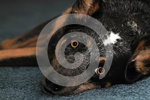 Blue heeler dog on carpet