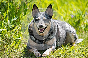 Blue Heeler Dog on a hot summer day