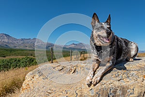 Blue Heeler Dog on a hot summer day