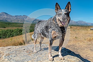 Blue Heeler Dog on a hot summer day