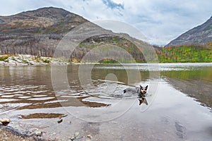 Blue Heeler Dog on a hot summer day