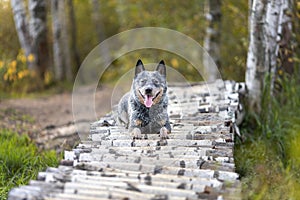 Blue heeler dog is lying down on wooden bridge in forest. Portrait of purebred gray australian cattle dog at nature