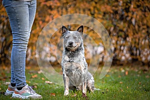 Blue heeler dog is sitting near owner while obedience training. Portrait of australian cattle dog