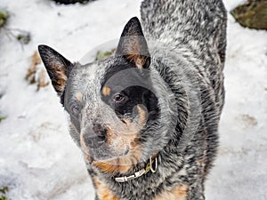 Blue Heeler Dog in the snow. Smart Australian cattle dog with sharp ears listening