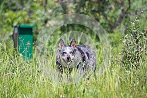 Blue Heeler Dog in tall grass
