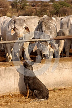 Blue Heeler guarding a herd of Brahmans