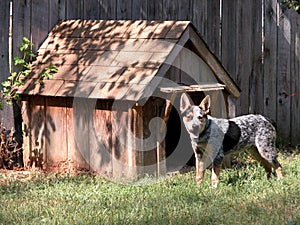 Blue Heeler Outside His Dog House photo