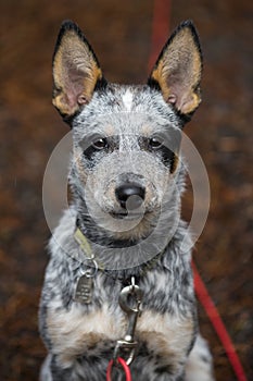 Blue Heeler Pup