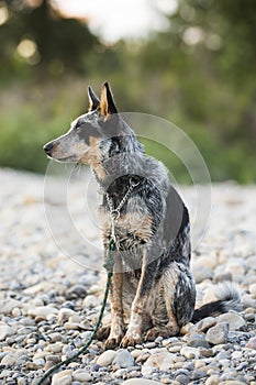Blue Heeler pup