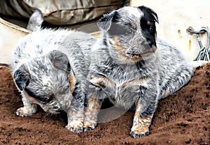 Blue Heeler Puppies