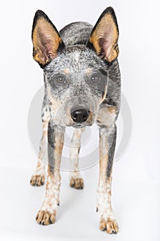 Blue Heeler Puppy