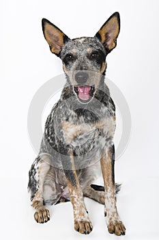 Blue Heeler Puppy