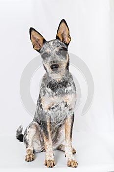 Blue Heeler Puppy