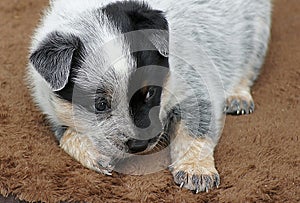 Blue Heeler Puppy