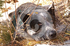 Blue Heeler relaxing