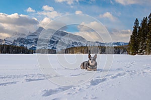 Blue Heeler in the Snow