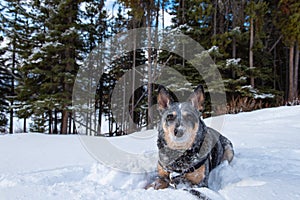 Blue Heeler in the Snow