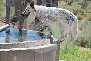 Blue Heeler on Stock Tank