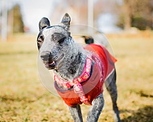 Blue Heeler Wearing Sweater