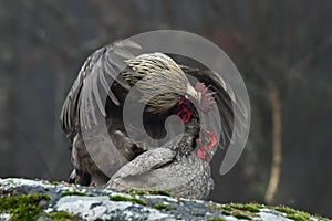 Blue hens mating on rocks