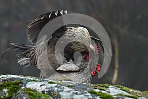 Blue hens mating on rocks