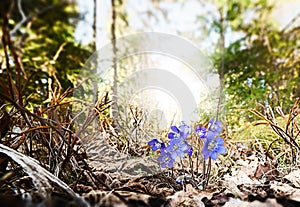 Blue Hepatica nobilis flowers in spring nature with evergreen surrounding. photo