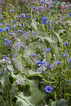 Blue Herbal and medicinal plants  in the country style wild garden -  borage and corn flower