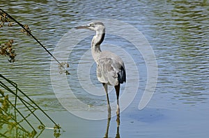 Blue Heron