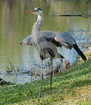 Blue Heron