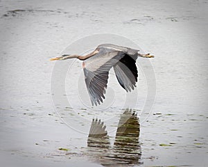 Blue Heron