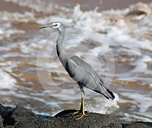 Blue Heron