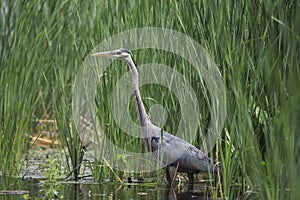 Blue Heron