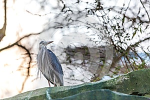 Blue heron