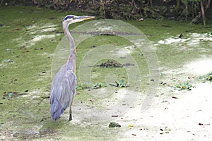 Blue Heron