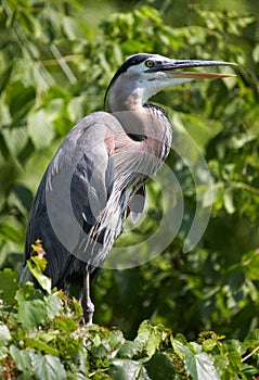 Blue heron