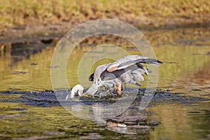 Blue Heron